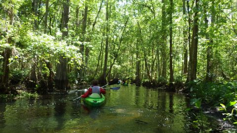 Half Day Shingle Creek Guided Kayak Adventure with Lunch and Roundtrip Transport