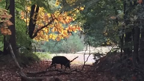 Unieke wandeling met gids op de Veluwe